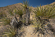 Yucca schidigera, v domačem življenjskem okolju 