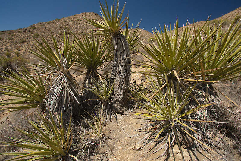 Yucca schidigera, v jeho pôvodnom prostredí — Karel Štípek, Rakúsko