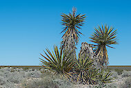 Ostri listi, podobni meču, juhe Mojave, Nevada 