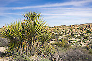 Yucca schidigera, znana tudi kot Mojave yucca ali špansko bodalo, v svojem naravnem okolju 