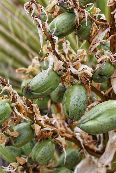 Vir semen Yucca schidigera, običajno mojave juke — Jared Quentin, USA