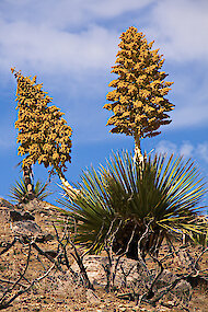 Cvetoča Yucca schidigera, puščava Mojave v Kaliforniji 