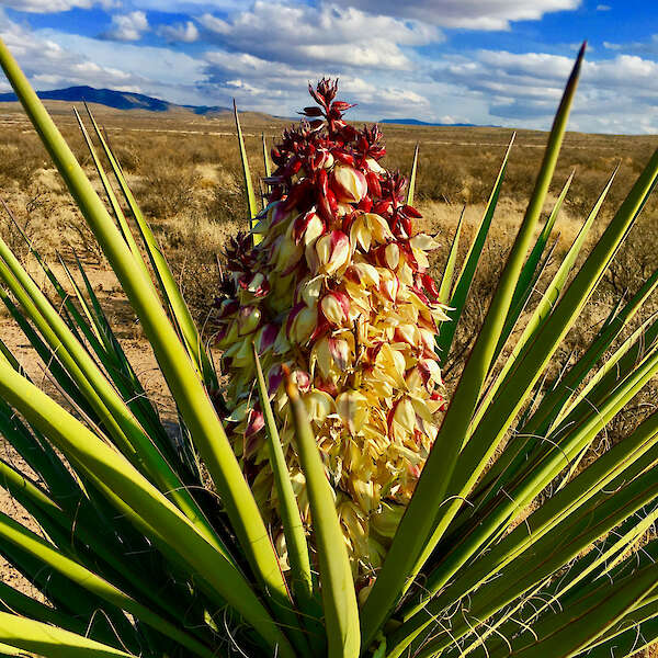 Mohavská juka na Čivavskej púšti, západný Texas — Jen McCormack, Arizona, USA